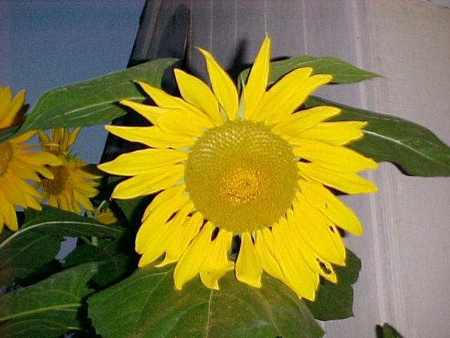Picture