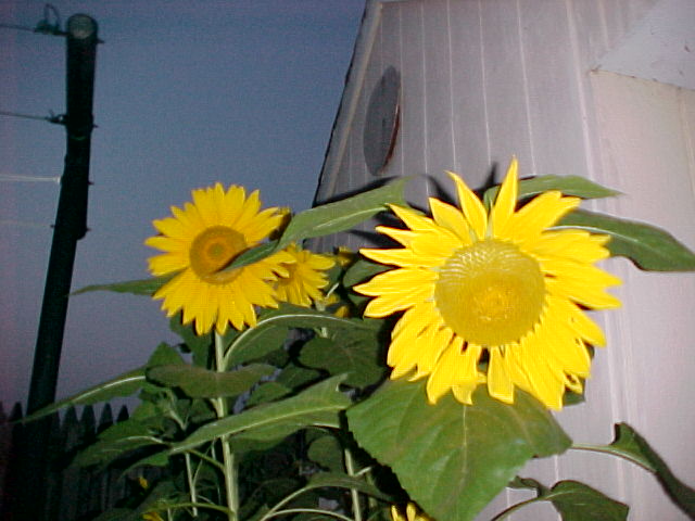 Picture