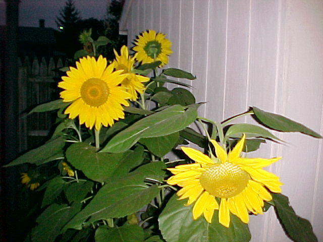 Picture